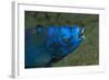 Midnight Parrotfish (Scarus Coelestinus).-Stephen Frink-Framed Photographic Print