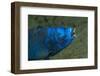 Midnight Parrotfish (Scarus Coelestinus).-Stephen Frink-Framed Photographic Print