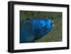 Midnight Parrotfish (Scarus Coelestinus).-Stephen Frink-Framed Photographic Print