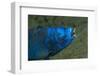 Midnight Parrotfish (Scarus Coelestinus).-Stephen Frink-Framed Photographic Print