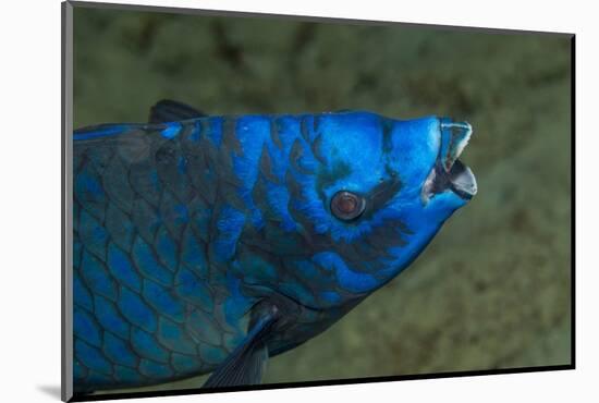 Midnight Parrotfish (Scarus Coelestinus).-Stephen Frink-Mounted Photographic Print