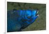 Midnight Parrotfish (Scarus Coelestinus).-Stephen Frink-Framed Photographic Print