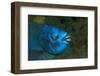 Midnight Parrotfish (Scarus Coelestinus).-Stephen Frink-Framed Photographic Print