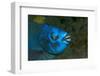 Midnight Parrotfish (Scarus Coelestinus).-Stephen Frink-Framed Photographic Print