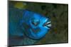 Midnight Parrotfish (Scarus Coelestinus).-Stephen Frink-Mounted Photographic Print