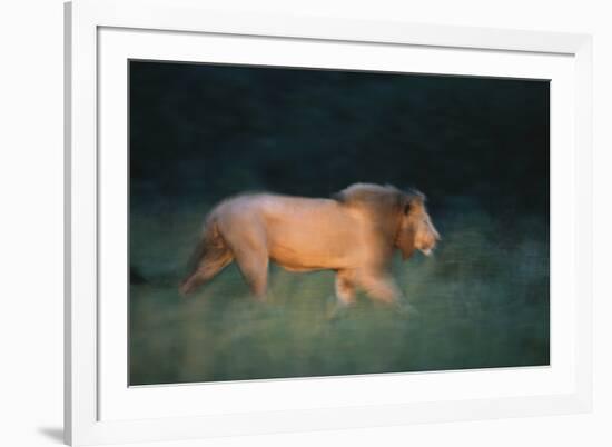 Midnight Prowl-Staffan Widstrand-Framed Giclee Print