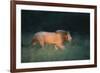 Midnight Prowl-Staffan Widstrand-Framed Giclee Print