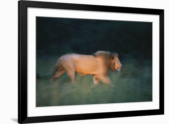 Midnight Prowl-Staffan Widstrand-Framed Giclee Print