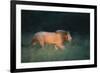 Midnight Prowl-Staffan Widstrand-Framed Giclee Print