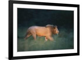 Midnight Prowl-Staffan Widstrand-Framed Giclee Print