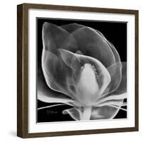 Midnight Queen Magnolia-Albert Koetsier-Framed Premium Giclee Print