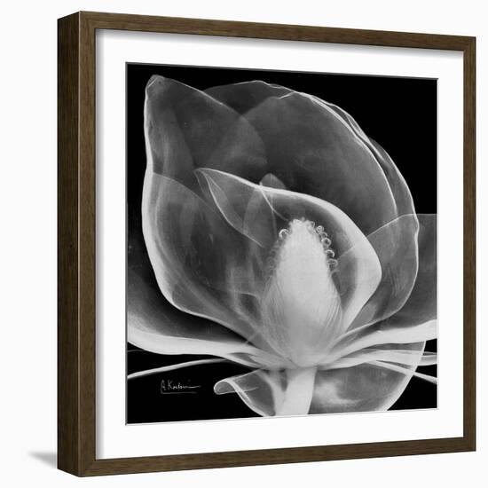 Midnight Queen Magnolia-Albert Koetsier-Framed Premium Giclee Print