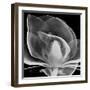 Midnight Queen Magnolia-Albert Koetsier-Framed Premium Giclee Print