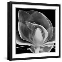 Midnight Queen Magnolia-Albert Koetsier-Framed Premium Giclee Print