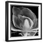 Midnight Queen Magnolia-Albert Koetsier-Framed Premium Giclee Print