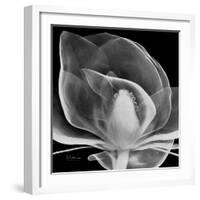 Midnight Queen Magnolia-Albert Koetsier-Framed Premium Giclee Print