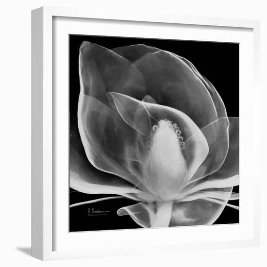 Midnight Queen Magnolia-Albert Koetsier-Framed Premium Giclee Print