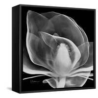 Midnight Queen Magnolia-Albert Koetsier-Framed Stretched Canvas