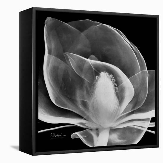 Midnight Queen Magnolia-Albert Koetsier-Framed Stretched Canvas