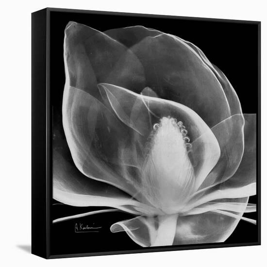 Midnight Queen Magnolia-Albert Koetsier-Framed Stretched Canvas