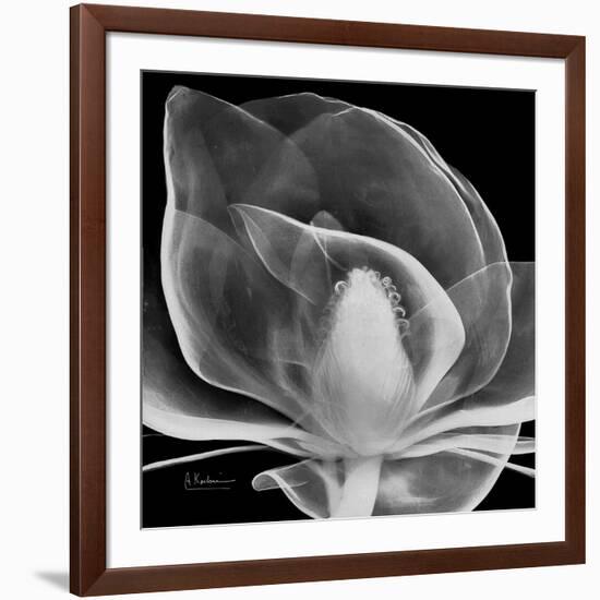 Midnight Queen Magnolia-Albert Koetsier-Framed Premium Giclee Print