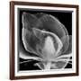 Midnight Queen Magnolia-Albert Koetsier-Framed Premium Giclee Print