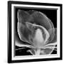 Midnight Queen Magnolia-Albert Koetsier-Framed Premium Giclee Print