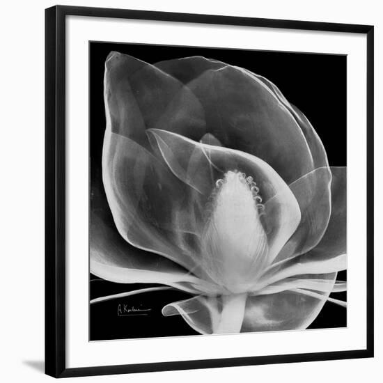 Midnight Queen Magnolia-Albert Koetsier-Framed Giclee Print