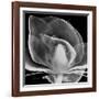 Midnight Queen Magnolia-Albert Koetsier-Framed Giclee Print