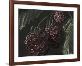 Midnight Raspberries-Megan Meagher-Framed Art Print