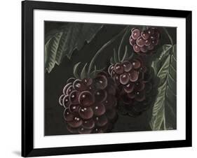 Midnight Raspberries-Megan Meagher-Framed Art Print