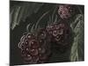 Midnight Raspberries-Megan Meagher-Mounted Art Print