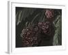 Midnight Raspberries-Megan Meagher-Framed Art Print