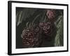 Midnight Raspberries-Megan Meagher-Framed Art Print