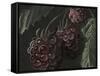 Midnight Raspberries-Megan Meagher-Framed Stretched Canvas