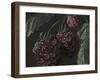 Midnight Raspberries-Megan Meagher-Framed Art Print