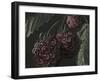 Midnight Raspberries-Megan Meagher-Framed Art Print