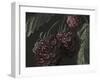 Midnight Raspberries-Megan Meagher-Framed Art Print