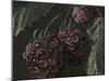 Midnight Raspberries-Megan Meagher-Mounted Art Print