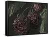 Midnight Raspberries-Megan Meagher-Framed Stretched Canvas