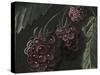 Midnight Raspberries-Megan Meagher-Stretched Canvas