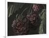 Midnight Raspberries-Megan Meagher-Framed Art Print