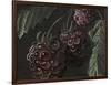 Midnight Raspberries-Megan Meagher-Framed Art Print