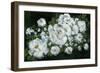 Midnight Roses-Yvette St. Amant-Framed Art Print