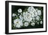 Midnight Roses-Yvette St. Amant-Framed Art Print