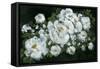 Midnight Roses-Yvette St. Amant-Framed Stretched Canvas