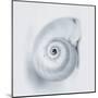 Midnight Snail-Tracey Telik-Mounted Art Print