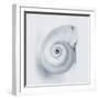 Midnight Snail-Tracey Telik-Framed Art Print