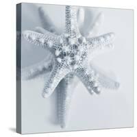 Midnight Starfish-Tracey Telik-Stretched Canvas