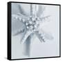 Midnight Starfish-Tracey Telik-Framed Stretched Canvas